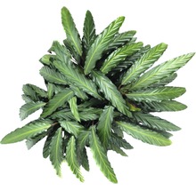 Planta care se roagă FloraSelf Calathea ornata 'Wavestar' H 105-120 cm ghiveci Ø 21 cm-thumb-2