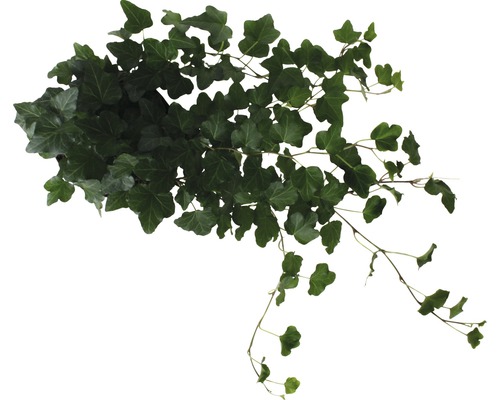 Plantă de interior iederă cu frunze verzi