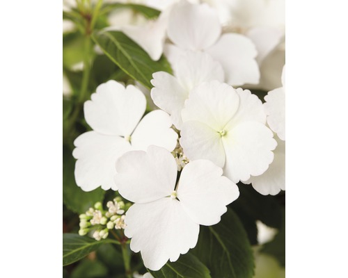 Hortensie FloraSelf Hydrangea Runaway Bride ® 'Snow White' H 40-50 cm Co 3,5 L Prim-plan cu flori albe de hortensie cu frunze verzi