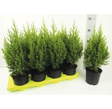 Ienupăr albastru Juniperus Chin Stricta H 20-30 cm Co 0,9 L-thumb-1