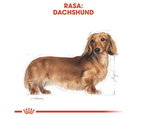 Ilustrație cu un teckel.