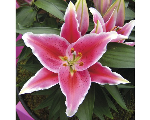 Prim-plan cu o floare de crin cu petale roz