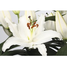 Crin FloraSelf Lilium orientalis H 20-30 cm Ø ghiveci 19 cm