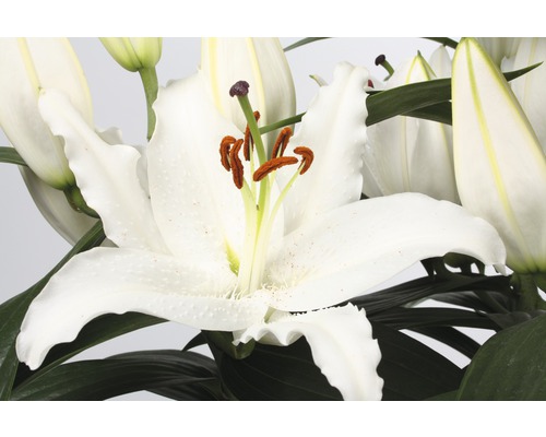 Prim-plan cu o floare de crin alb cu frunze verzi