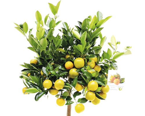 Mandarin cu fructe și frunze verzi