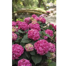 Hortensie Hydrangea macrophylla 'Summer Love' H 20-35 cm Co 5 L roșu