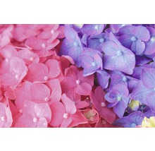 Hortensie Hydrangea macrophylla 'Summer Love' H 20-35 cm Co 5 L lila