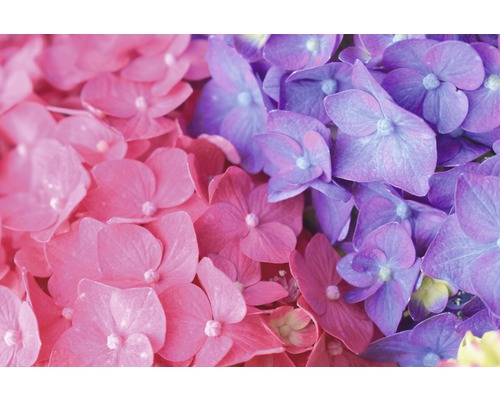 Prim-plan cu flori de hortensie