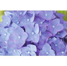 Hortensie Hydrangea macrophylla 'Summer Love' H 20-35 cm Co 5 L lila