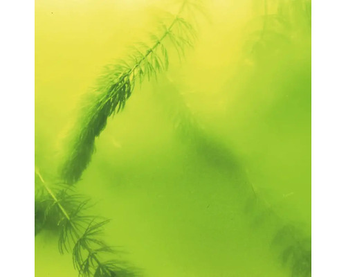 Ceratophyllum în apă