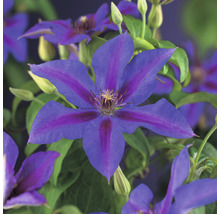 Prim-plan cu o clematită albastră cu dungi violet