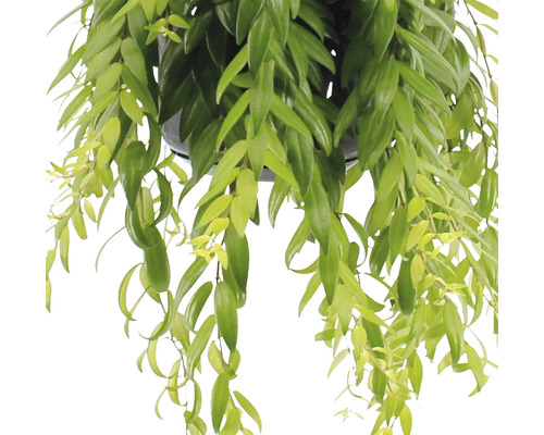 Plantă suspendată cu frunze verzi în ghiveci