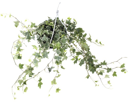 Iederă curgătoare FloraSelf Hedera helix H 50-80 cm ghiveci Ø 17 cm bicoloră Plantă suspendată iederă cu frunze verzi și albe într-un ghiveci
