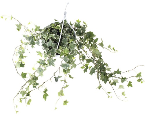 Iederă curgătoare FloraSelf Hedera helix H 50-80 cm ghiveci Ø 17 cm bicoloră