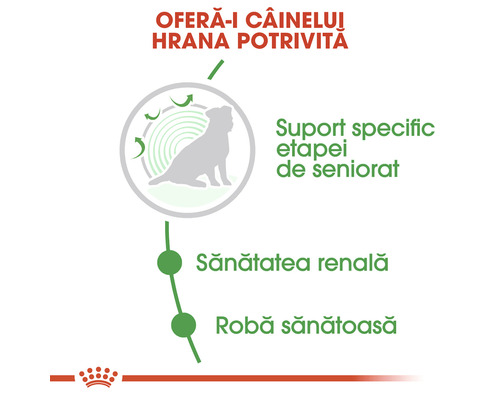 Avantajele hranei pentru câini seniori