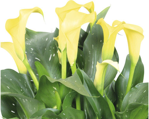 Cală de cameră galbenă cu frunze verzi