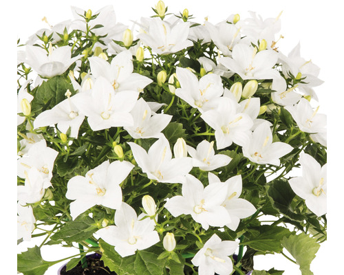 Clopoțel cu flori albe