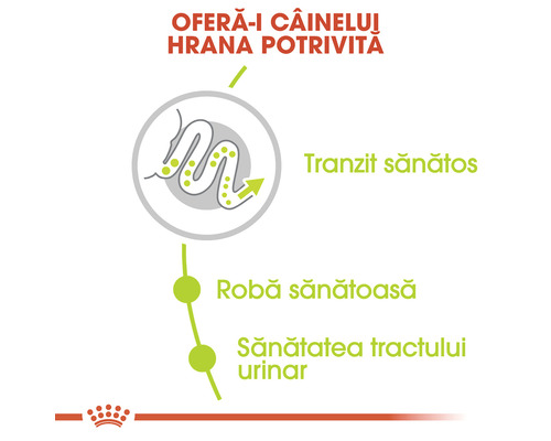 Ilustrație cu beneficiile hranei pentru câini: tranzit sănătos, robă sănătoasă, sănătatea tractului urinar