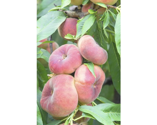 Bio Pom fructifer piersic autofertil FloraSelf Bio Prunus persica 'Saturn' H ca. 100-120 cm Co 7,5 L