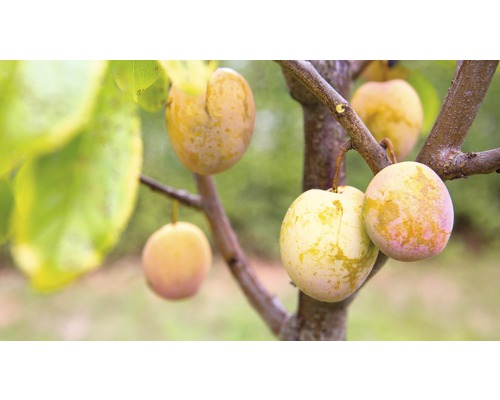 Bio Pom fructifer prun FloraSelf Bio Prunus domestica Starline® 'Aprimira' H 120-150 cm Co 7,5 L