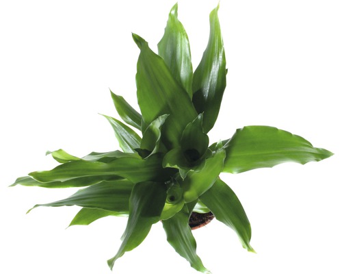 Zamioculcas plantă de interior în ghiveci