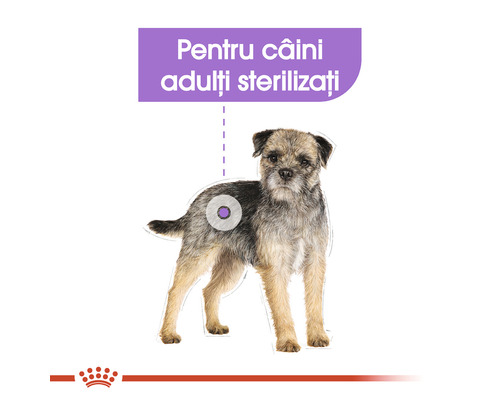 Ilustrație cu un câine pentru câini adulți sterilizați
