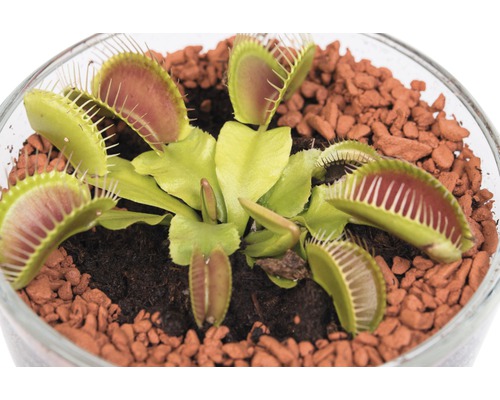 Venus flytrap într-un recipient de sticlă cu substrat