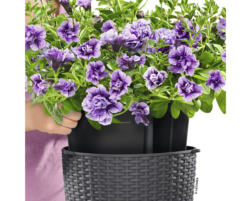 Petunii curgătoare într-un ghiveci Lechuza