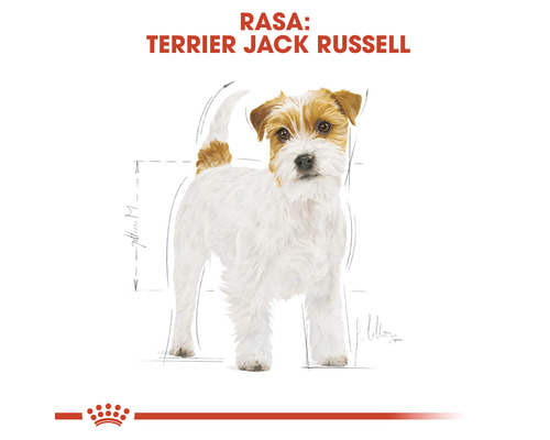 Rasă de câine Jack Russell Terrier