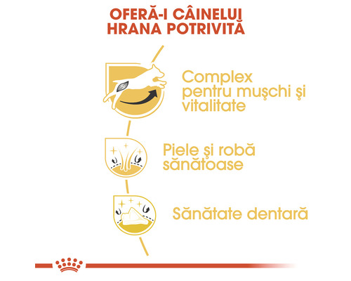 Reprezentare grafică a beneficiilor hranei pentru câini pentru mușchi, vitalitate, piele și dinți