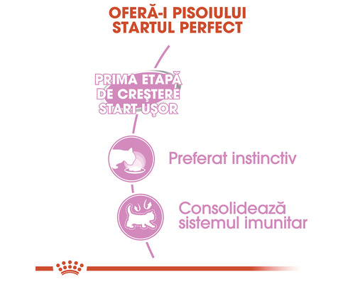 Început perfect pentru pisoi