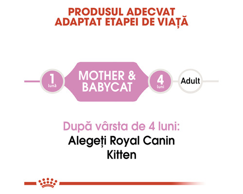 Recomandare hrana Royal Canin pentru pisici in functie de varsta
