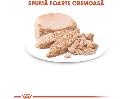 Cremă de hrană pentru pisici pe o farfurie