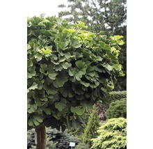 Ginkgo Biloba copac sferic în grădină.