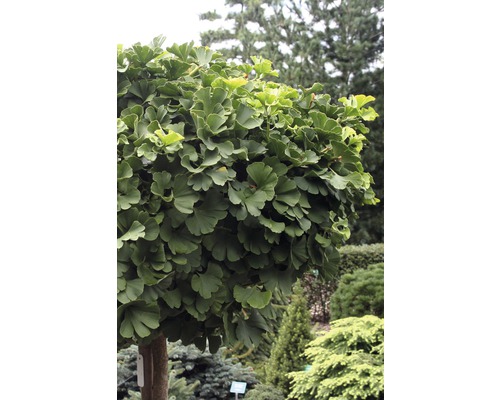 Ginkgo Biloba copac sferic în grădină.