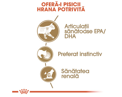 Beneficiile hranei pentru pisici: articulații sănătoase, preferat instinctiv, sănătate renală