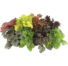 Aranjament de plante Heuchera cu frunze diferite