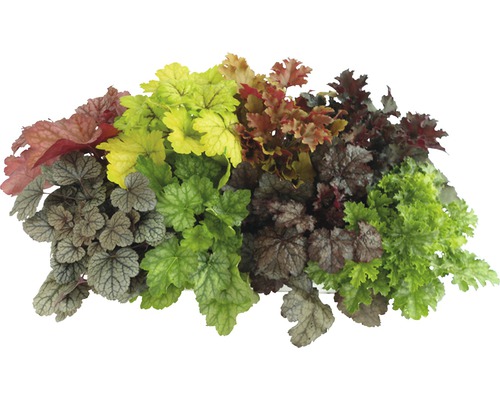 Aranjament de plante Heuchera cu frunze diferite