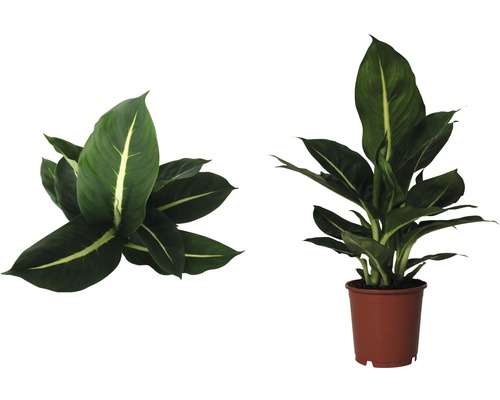 Dieffenbachia plantă de interior în ghiveci, două vederi