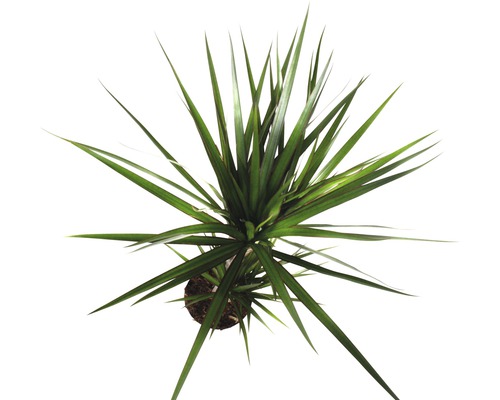 Dracaena plantă de apartament în ghiveci de sus