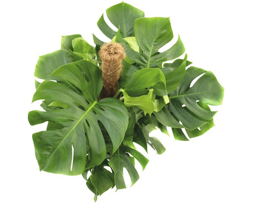 Plantă de apartament Monstera cu suport pentru cățărare