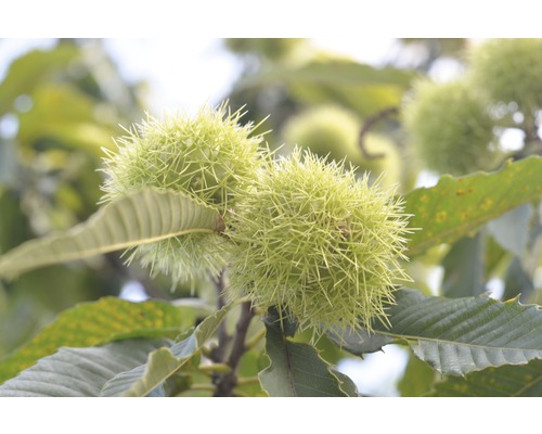 Pom fructifer castan FloraSelf Castanea sativa 'Lyon' H 50-60 cm Co 6 L