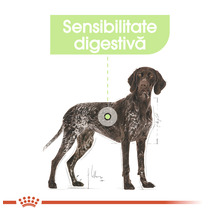 Ilustrație a unui câine cu indicația sensibilității digestive