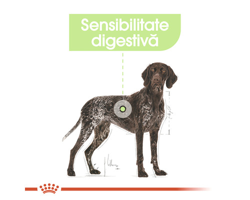 Ilustrație a unui câine cu indicația sensibilității digestive