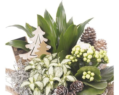 Bol cu plante de apartament, conuri de pin și decorațiuni din lemn