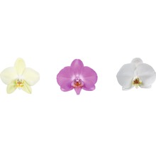 Orhidee fluture FloraSelf Phalaenopsis Hybrid H 60-65 cm ghiveci Ø 12 cm 2 tije diferite culori-thumb-4