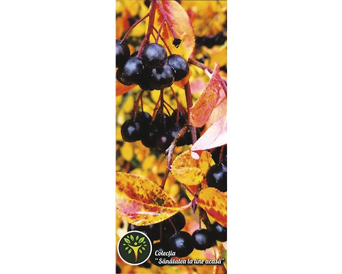 Plantă Aronia cu fructe și frunze