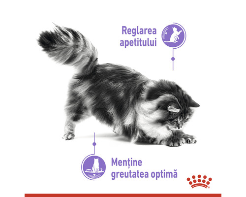 Simbol pentru reglarea apetitului și menținerea greutății optime cu pisică