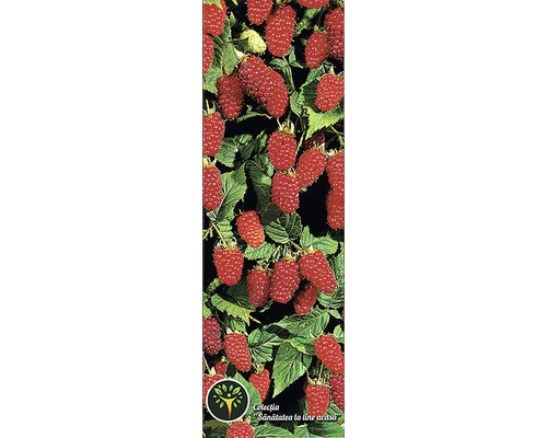 Plantă de zmeură cu fructe roșii și frunze verzi