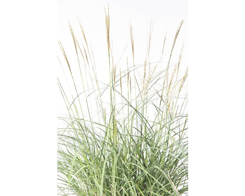 Stuf chinezesc în detaliu